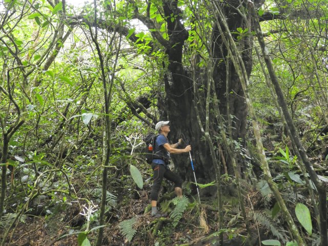 Il faut être trois pour faire le tour du tronc avec les bras