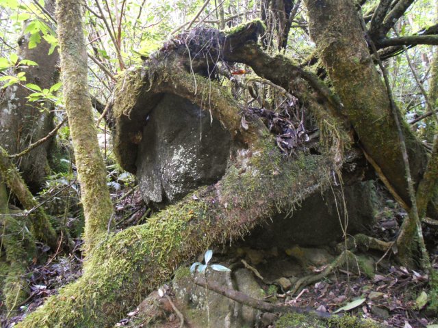Nouvelle union entre le minéral et le végétal