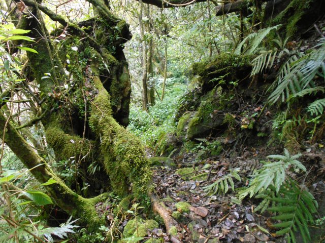 Portion de sentier sauvage entre roches et troncs moussus