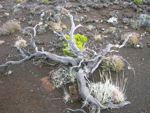 Coin idéal pour les natures mortes minérales et végétales