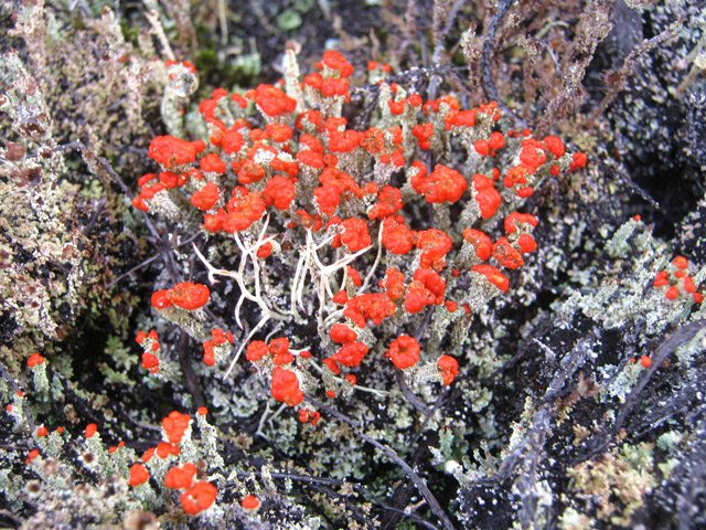 Lichens caractéristiques avec leurs bouts rouges leur donnant un aspect d'allumettes