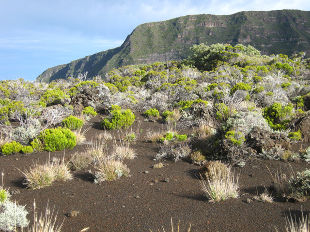 Type de végétation et Morne Langevin