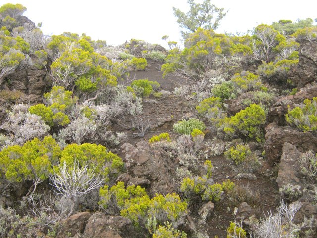On trouve toujours un passage entre les branles verts qui ne dépassent pas 1 m