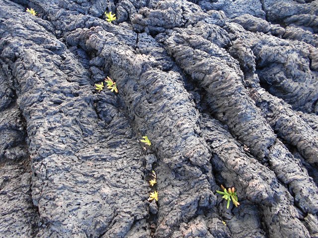Lavengères poussant sur de la lave cordée