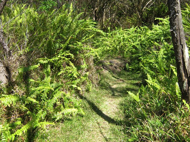 Agréable sentier sur l'herbe, dans les filaos et les fougères