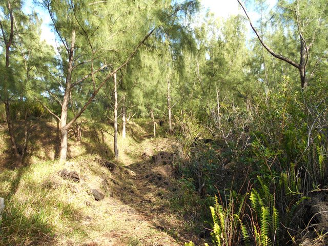 De plus en plus de filaos