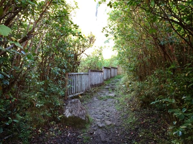 La rambarde en bois protège d'une chute dans le Grand Bras Patience