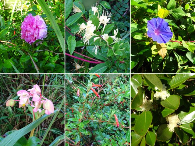Roses, chèvrefeuille, liserons, bégonias ou goyaviers rencontrés en bord de sentier