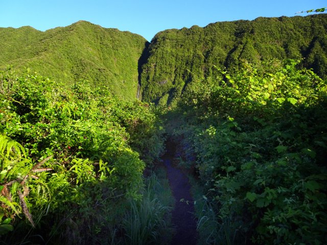 Fougères et vigne marronne seront vite remplacées par les goyaviers