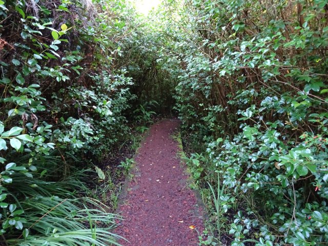 Les goyaviers poussent si denses qu'ils forment presque des tunnels végétaux