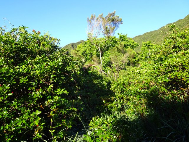 La végétation empêche le plus souvent de voir plus loin
