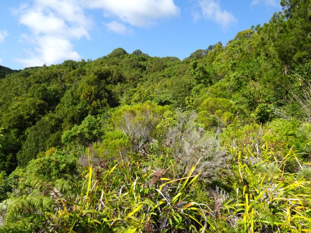 La forêt en direction du Piton Charpentier