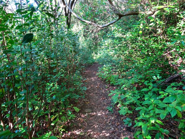 Début du cheminement, presque à plat, sur un sentier agréable