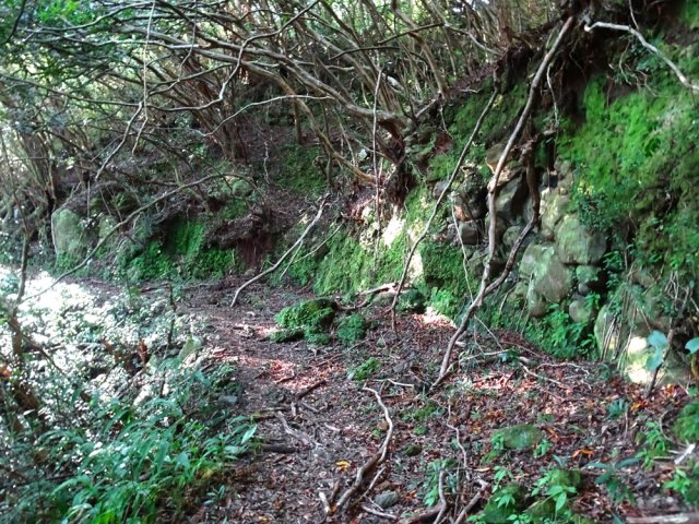 Une ancienne piste sous les jamrosats