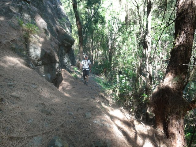 La fin de descente s'effectue sur des tapis d'aiguilles de filaos