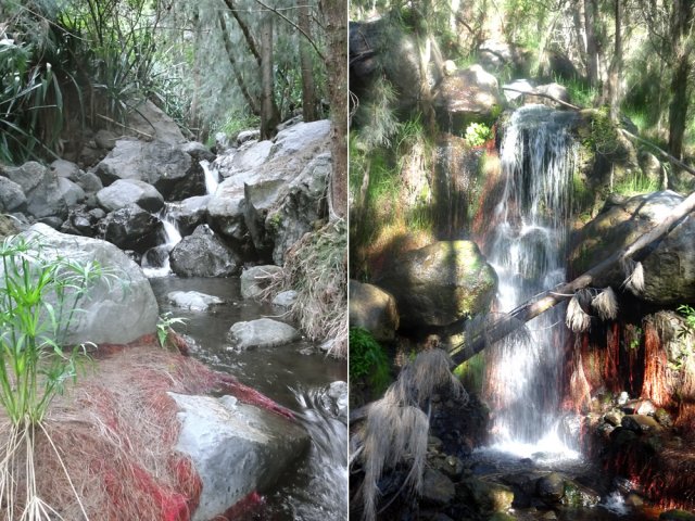 Beaucoup de racines rouges de filaos dans les ravines traversées