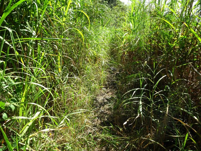 Quelques grandes herbes avant Trois Bras mais rien d'insurmontable