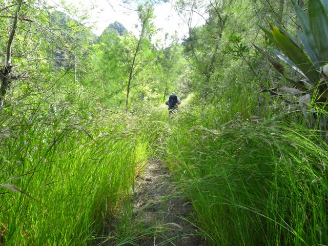 Là aussi de grandes herbes faute d'entretien