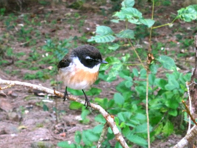 Le tec tec, compagnon peu farouche