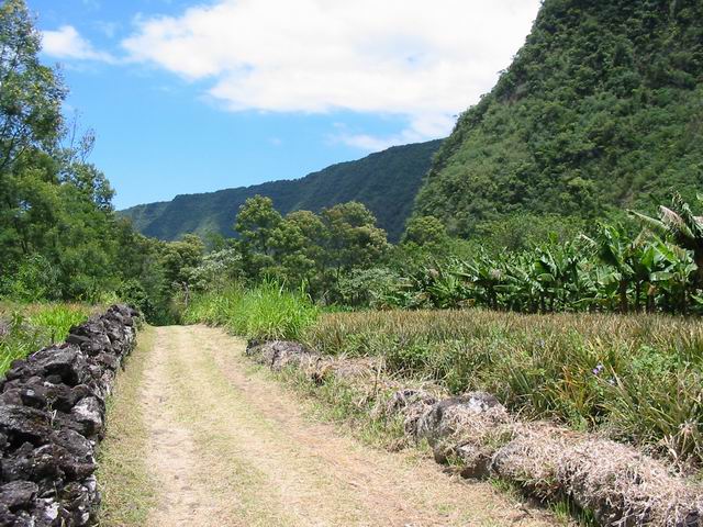 Cultures d'ananas à la Pointe des Coteaux, en début de marche