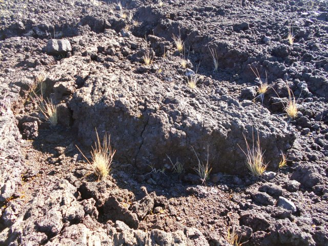Une maigre végétation tente de vivre à cette altitude aride et glaciale
