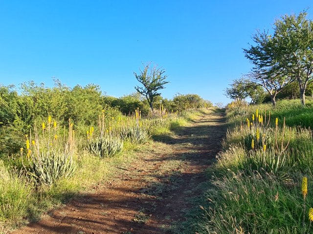 Nouveau chemin obliquant à droite dans les aloe vera