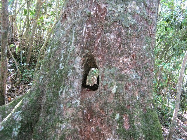Original tronc troué naturellement