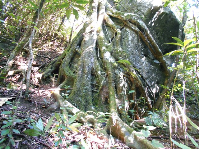 Près de la ravine, ne pas manquer cette énorme racine autour d'un rocher