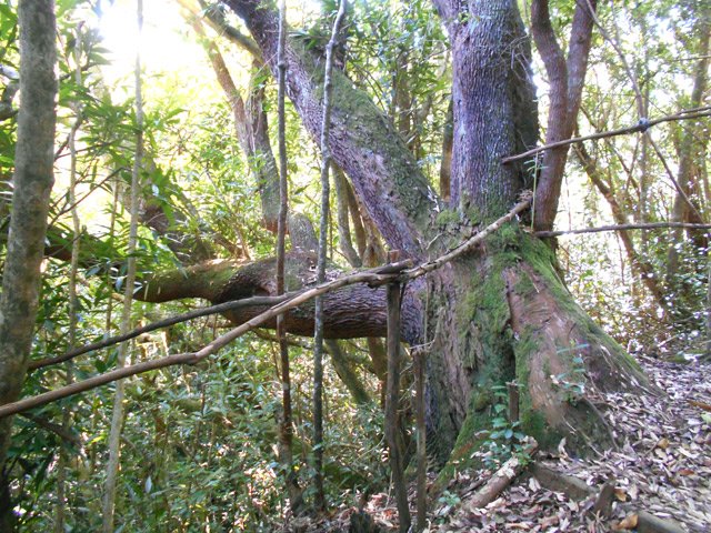 Un gros bois de rempart sert à maintenir les rambardes rustiques en bois de goyavier