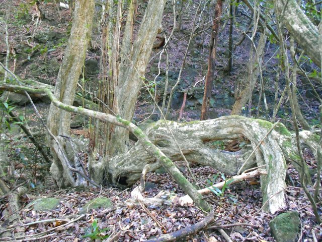 Longue racine de bois maigre