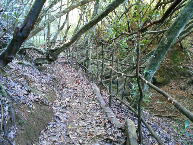 Un autre sentier revenant vers la ravine