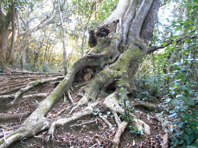 Le sentier est couvert de racine à l'approche de certains spécimens