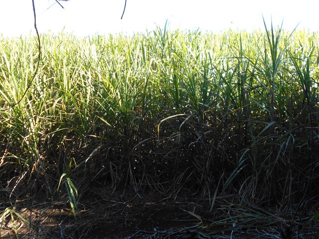 On passe très près d'un champ de canne