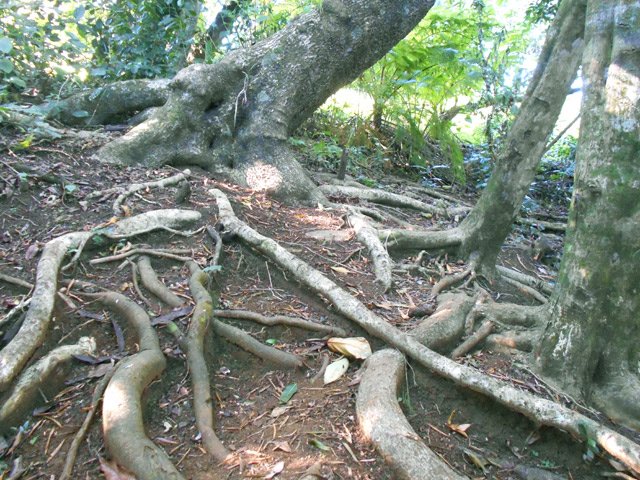 Les racines débutent très vite