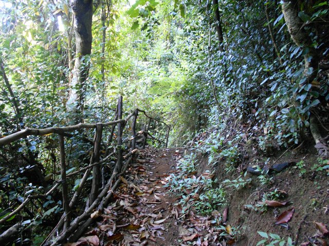 Attention, le goyavier a vieilli ; il est moins solide pour s'y appuyer