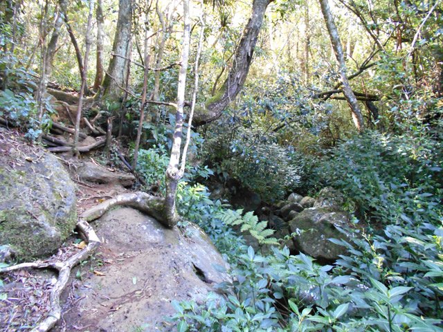 Longue racine qui court sur un rocher