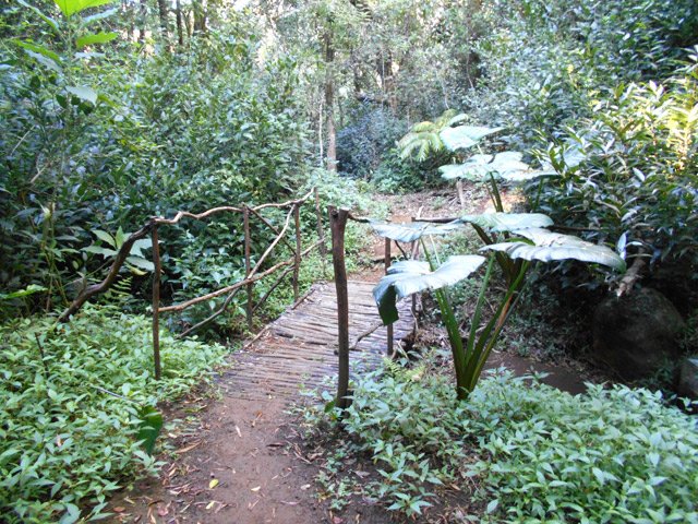 Très agréable passerelle bordée de jouvences et de taros