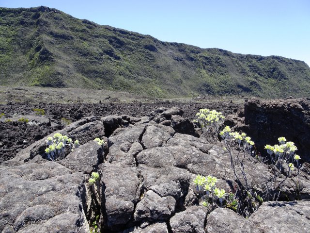Les plantes profitent de la moindre fissure