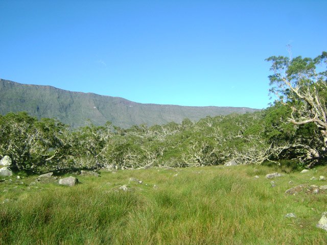 La Plaine des tamarins, mi-forêt de tamarins, mi-prairies sauvages