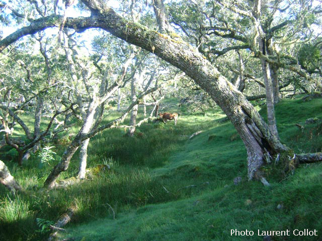 La Plaine des Tamarins, toujours aussi agréable pour les randonneurs comme pour les vaches