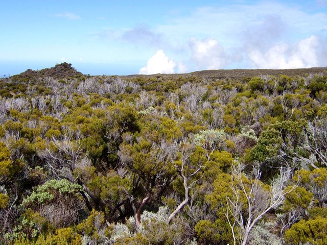 La végétation est parfois touffue mais rarement