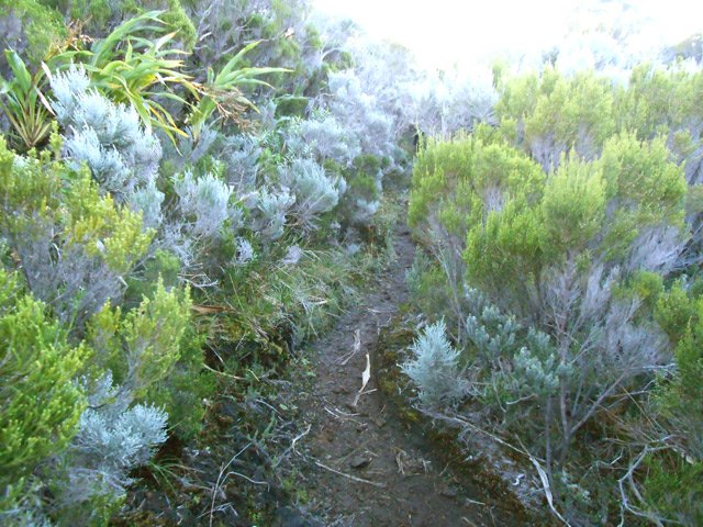La descente vers le nez Coupé du Tremblet sur sentier étroit