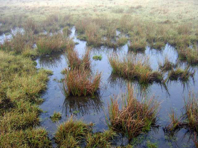 Une marre dans les joncs, non loin de la Mare à Vieux Jean