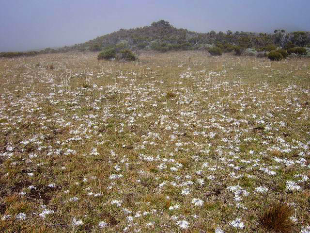 De nombreuses étendues d'herbe suffiraient à nourir un troupeau de moutons