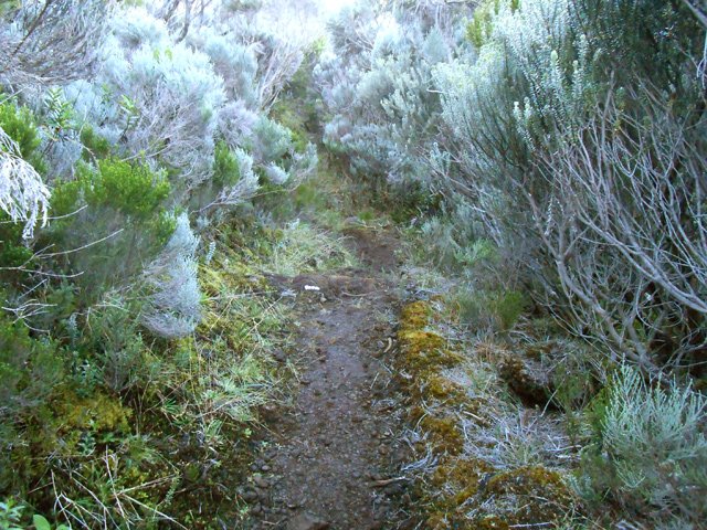 Portion étroite ou les plantes couvertes de rosée mouillent les vêtements