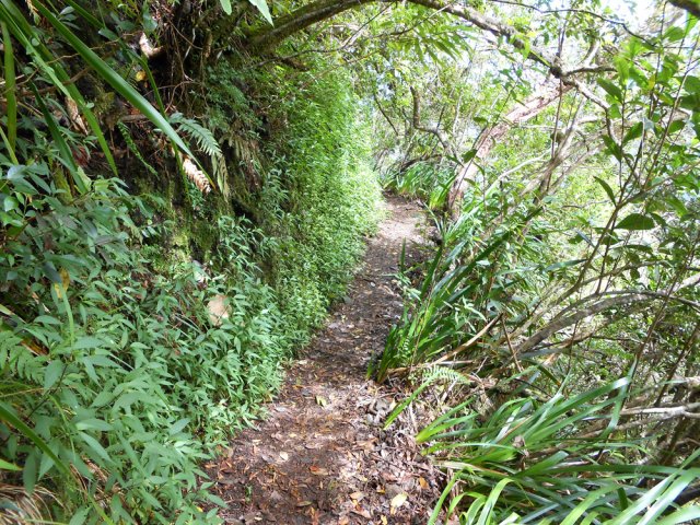 Jouvences et pailles sabres en début de descente de la Grande Jument