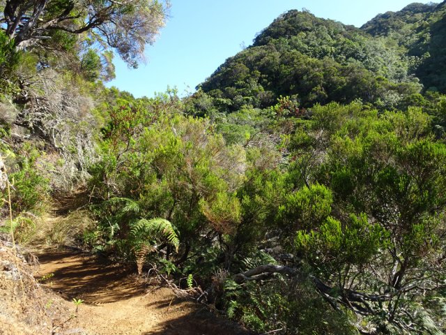 La végétation change à partir de 900 m. Les branles verts dominent