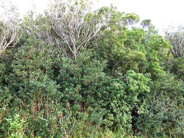 Prévoir une heure supplémentaire durant la saison des goyaviers !!!