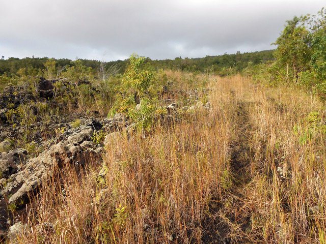 La descente se poursuit dans les herbes jaunies