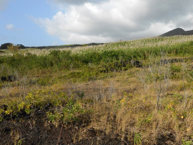 Une idée de la végétation à l'approche des premiers champs de cannes à sucre
